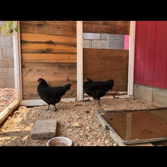 Meet your Posher, Chris - Picture 5 of 6